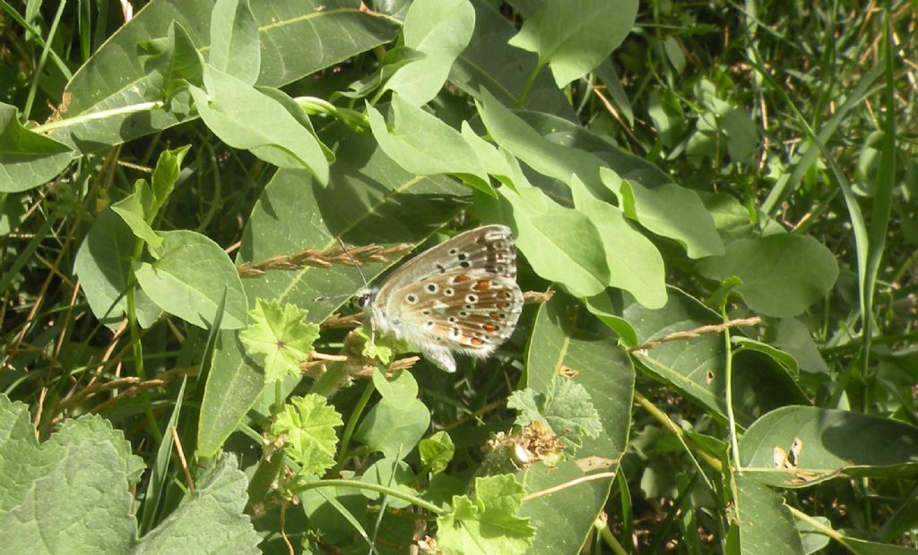 Murgia Materane: Polyommatus bellargus?